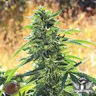 Emerald Triangle Seeds Super Sour OG